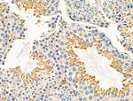 KLC3 Antibody in Immunohistochemistry (Paraffin) (IHC (P))