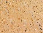 LETM2 Antibody in Immunohistochemistry (Paraffin) (IHC (P))