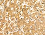 LETM2 Antibody in Immunohistochemistry (Paraffin) (IHC (P))