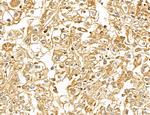 LETM2 Antibody in Immunohistochemistry (Paraffin) (IHC (P))