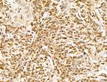 LETM2 Antibody in Immunohistochemistry (Paraffin) (IHC (P))