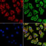 MAN1A2 Antibody in Immunocytochemistry (ICC/IF)