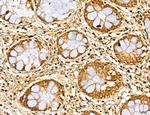 MAN1A2 Antibody in Immunohistochemistry (Paraffin) (IHC (P))