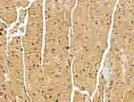 MGAT4C Antibody in Immunohistochemistry (Paraffin) (IHC (P))