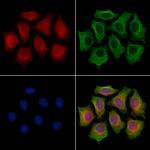 MIPEP Antibody in Immunocytochemistry (ICC/IF)