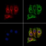 MLK2 Antibody in Immunocytochemistry (ICC/IF)