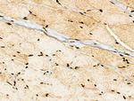 NR1 Antibody in Immunohistochemistry (Paraffin) (IHC (P))