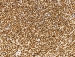 NR1 Antibody in Immunohistochemistry (Paraffin) (IHC (P))