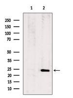 NME5 Antibody in Western Blot (WB)