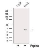 NNMT Antibody in Western Blot (WB)