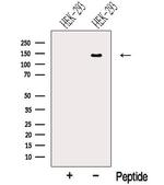 NRCAM Antibody in Western Blot (WB)