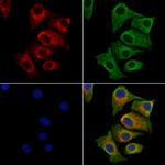 Nucleobindin 1 Antibody in Immunocytochemistry (ICC/IF)