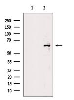 Nucleobindin 1 Antibody in Western Blot (WB)