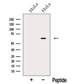 Nucleobindin 1 Antibody in Western Blot (WB)