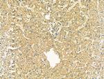 OCIAD1 Antibody in Immunohistochemistry (Paraffin) (IHC (P))