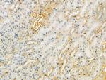 ODAM Antibody in Immunohistochemistry (Paraffin) (IHC (P))