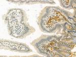 ODAM Antibody in Immunohistochemistry (Paraffin) (IHC (P))