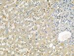 ODAM Antibody in Immunohistochemistry (Paraffin) (IHC (P))