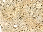 ODF2L Antibody in Immunohistochemistry (Paraffin) (IHC (P))