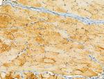 OGDHL Antibody in Immunohistochemistry (Paraffin) (IHC (P))