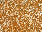 OGDHL Antibody in Immunohistochemistry (Paraffin) (IHC (P))