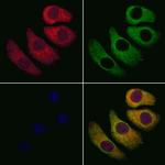 GNA13 Antibody in Immunocytochemistry (ICC/IF)