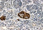 PEX1 Antibody in Immunohistochemistry (Paraffin) (IHC (P))