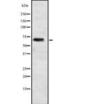 ELL2 Antibody in Western Blot (WB)