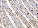 GPSN2 Antibody in Immunohistochemistry (Paraffin) (IHC (P))