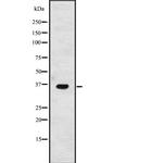 GPSN2 Antibody in Western Blot (WB)