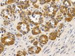 eIF2b beta Antibody in Immunohistochemistry (Paraffin) (IHC (P))