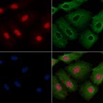 APR3 Antibody in Immunocytochemistry (ICC/IF)