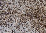 APR3 Antibody in Immunohistochemistry (Paraffin) (IHC (P))