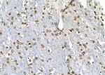 APR3 Antibody in Immunohistochemistry (Paraffin) (IHC (P))