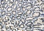 APR3 Antibody in Immunohistochemistry (Paraffin) (IHC (P))