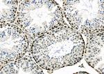 APR3 Antibody in Immunohistochemistry (Paraffin) (IHC (P))