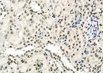 APR3 Antibody in Immunohistochemistry (Paraffin) (IHC (P))