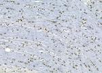 APR3 Antibody in Immunohistochemistry (Paraffin) (IHC (P))