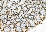 APR3 Antibody in Immunohistochemistry (Paraffin) (IHC (P))