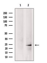 APR3 Antibody in Western Blot (WB)