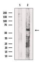 Cyclin L2 Antibody in Western Blot (WB)