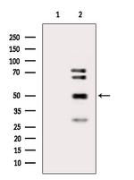 Cyclin L2 Antibody in Western Blot (WB)