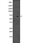 CENPT Antibody in Western Blot (WB)