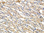 ZPK Antibody in Immunohistochemistry (Paraffin) (IHC (P))