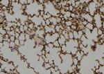 GCSAML Antibody in Immunohistochemistry (Paraffin) (IHC (P))