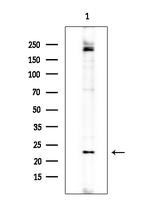 GCSAML Antibody in Western Blot (WB)