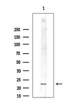 GCSAML Antibody in Western Blot (WB)