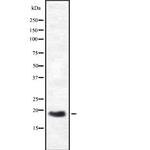 HES3 Antibody in Western Blot (WB)