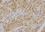 POGZ Antibody in Immunohistochemistry (Paraffin) (IHC (P))