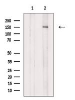 POGZ Antibody in Western Blot (WB)